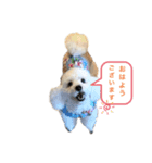 トイプードルのぷーちゃんだよ★（個別スタンプ：1）