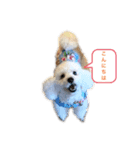 トイプードルのぷーちゃんだよ★（個別スタンプ：2）
