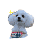 トイプードルのぷーちゃんだよ★（個別スタンプ：6）