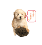 トイプードルのぷーちゃんだよ★（個別スタンプ：12）