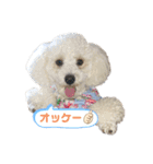 トイプードルのぷーちゃんだよ★（個別スタンプ：15）