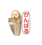 トイプードルのぷーちゃんだよ★（個別スタンプ：18）