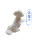 トイプードルのぷーちゃんだよ★（個別スタンプ：19）