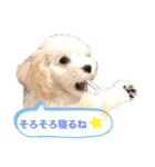 トイプードルのぷーちゃんだよ★（個別スタンプ：20）