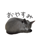 我が家のロシアンブルー（個別スタンプ：2）