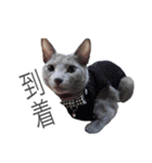 我が家のロシアンブルー（個別スタンプ：6）