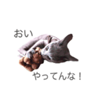 我が家のロシアンブルー（個別スタンプ：19）