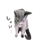 我が家のロシアンブルー（個別スタンプ：21）
