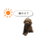 マロンのスタンプです（個別スタンプ：8）