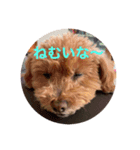 愛犬なの（個別スタンプ：1）