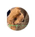 愛犬なの（個別スタンプ：2）