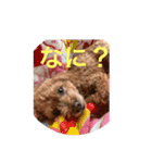 愛犬なの（個別スタンプ：3）