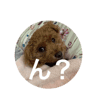 愛犬なの（個別スタンプ：4）
