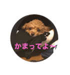 愛犬なの（個別スタンプ：5）