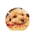 愛犬なの（個別スタンプ：6）