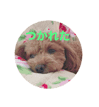 愛犬なの（個別スタンプ：7）