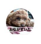 愛犬なの（個別スタンプ：8）