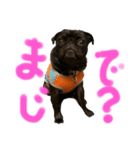 パグはPUG vol.6（個別スタンプ：7）