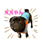 パグはPUG vol.7（個別スタンプ：1）
