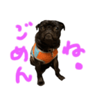 パグはPUG vol.7（個別スタンプ：2）
