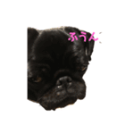 パグはPUG vol.7（個別スタンプ：5）