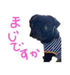 パグはPUG vol.7（個別スタンプ：6）