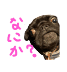 パグはPUG vol.7（個別スタンプ：7）