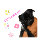 パグはPUG vol.7（個別スタンプ：8）