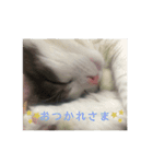 日常使いのわたこのスタンプ（個別スタンプ：4）