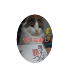 日常使いのわたこのスタンプ（個別スタンプ：6）