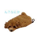 愛犬の日常スタンプ1（個別スタンプ：1）