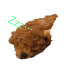 愛犬の日常スタンプ1（個別スタンプ：2）