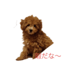 愛犬の日常スタンプ1（個別スタンプ：3）