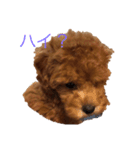 愛犬の日常スタンプ1（個別スタンプ：4）