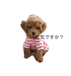 愛犬の日常スタンプ1（個別スタンプ：5）