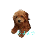 愛犬の日常スタンプ1（個別スタンプ：7）