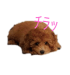 愛犬の日常スタンプ1（個別スタンプ：8）