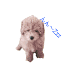 愛犬の日常スタンプ1（個別スタンプ：9）