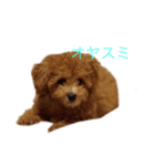 愛犬の日常スタンプ1（個別スタンプ：11）