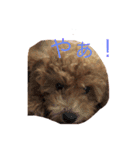 愛犬の日常スタンプ1（個別スタンプ：12）