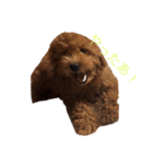 愛犬の日常スタンプ1（個別スタンプ：13）