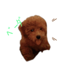 愛犬の日常スタンプ1（個別スタンプ：15）