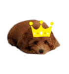 愛犬の日常スタンプ1（個別スタンプ：16）