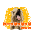 マイペース犬 おこげ（個別スタンプ：3）