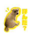 マイペース犬 おこげ（個別スタンプ：4）