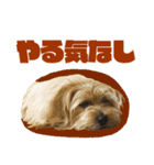 マイペース犬 おこげ（個別スタンプ：7）