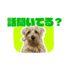 マイペース犬 おこげ（個別スタンプ：8）