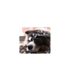 秋田犬 虎毛 -サスケ-（個別スタンプ：1）