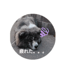 秋田犬 虎毛 -サスケ-（個別スタンプ：2）