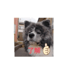 秋田犬 虎毛 -サスケ-（個別スタンプ：3）